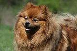 SPITZ ALLEMAND 451
